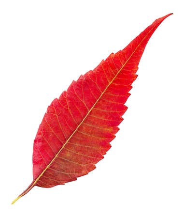 Red autumn leaf isolated on white background