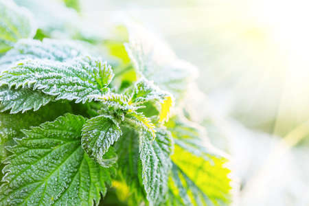 Frost on green leaves under the bright sunの写真素材