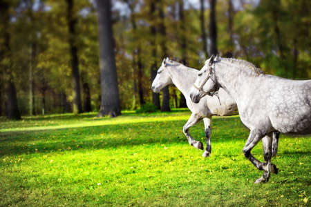 Two white horses running on lawn in the parkの写真素材