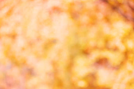 Autumn bokeh background of orange