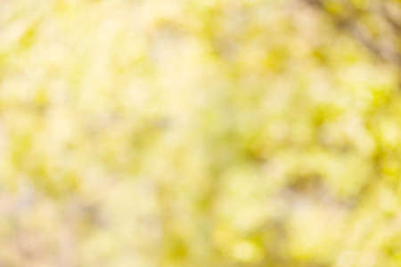 Background bokeh greenの写真素材