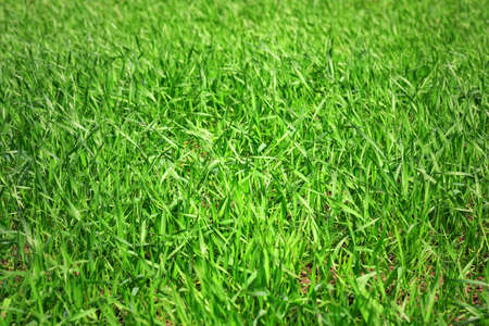 Background of green grass removed with selective focusの写真素材