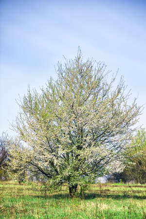 Blossoming apple tree with white flowersの写真素材