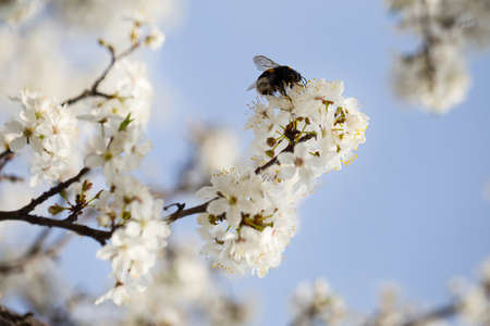 Blooming apple tree branch with a bee on a flower