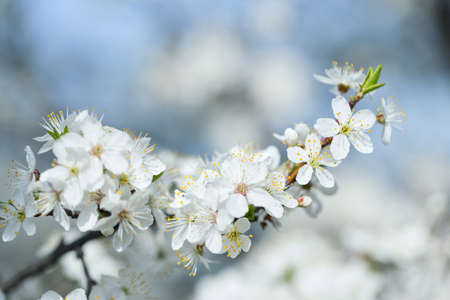Branch apple tree with white flowersの写真素材