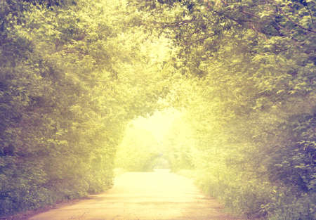 Road in tunnel of green trees in the afternoonの写真素材