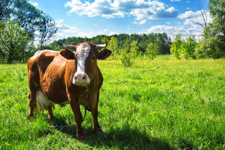 Brown cow with a white spot on the pasture with bright green grass. Rural landscape, summer.の写真素材