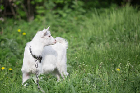Little white goat on a chainの写真素材