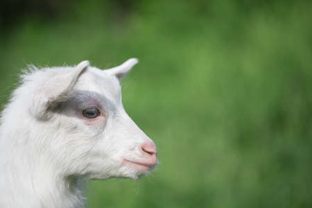 Portrait of a white goatの写真素材