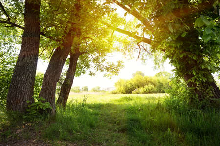 A path under green trees facing the sun.の写真素材