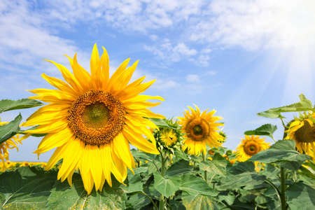 A flower of a bright yellow sunflower under a bright sun. Summer landscape. The concept of a new day, growth and development.の写真素材