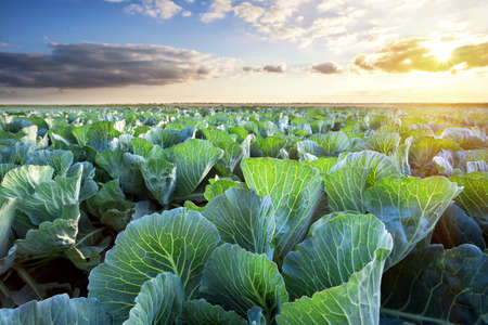 Field of ripe cabbage under a sunny sky. Summer rural landscape. The concept of a rich harvest and...