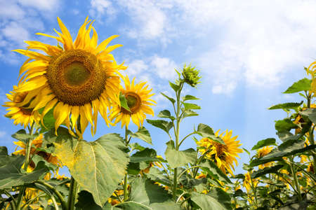 A flower of a yellow sunflower under a bright summer sunの写真素材