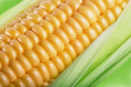 Fragment of a cob of ripe corn in leaves. Close-up.の写真素材