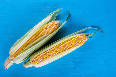 Ripe yellow corn on a blue table