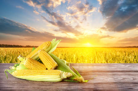 Tasty corn on wooden table against the background of cornfieldの写真素材