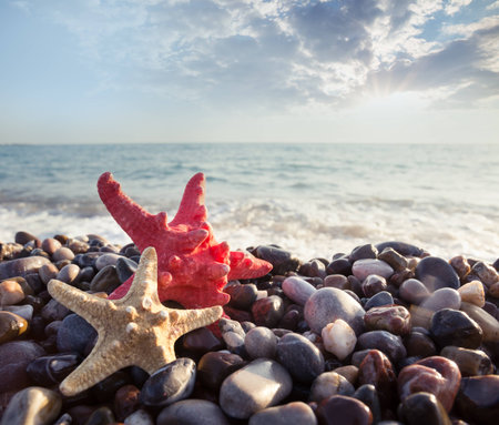 Two sea stars on the shingle of the sea shoreの写真素材