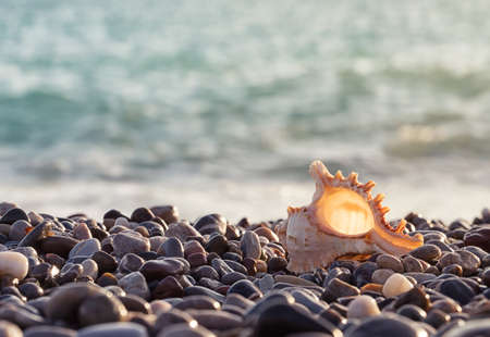 Sea rocky shore with a beautiful seashell