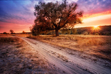 Sandy road next to tree under dramatic skyの写真素材