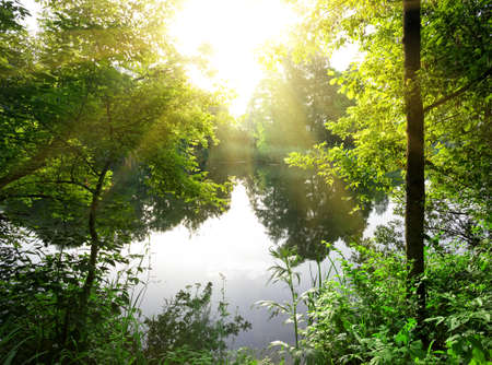 View of the river through the foliage of green treesの写真素材