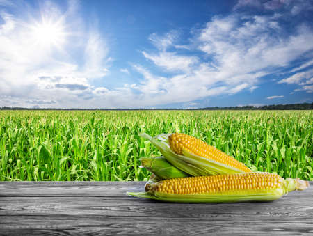 Ripe corn on wooden table in the background of cornfield duringの写真素材