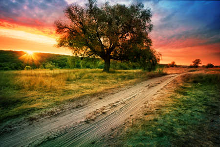 Sandy road next to tree under setting orange skyの写真素材