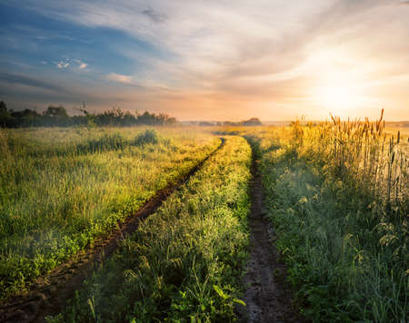 Country road in field with green grass at sunsetの写真素材