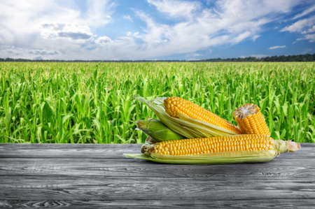 Peeled corn cobs against a cornfieldの写真素材