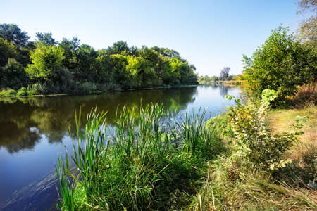 River with reeds and green trees on shoreの写真素材