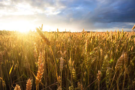 Ripe wheat ears under cloudy skyの写真素材