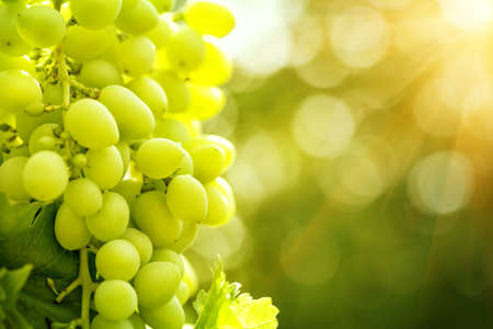 Bunch of ripe grapes in bright sunlightの写真素材