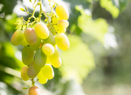 Bunch of ripe grapes on a branch in bright sunlightの写真素材