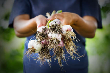 Garlic harvest in the hands of woman farmerの写真素材