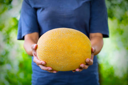 Melon in the hands of woman farmerの写真素材