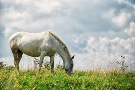 White horse on a green pastureの写真素材