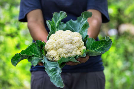 Cauliflower head with leaves in hands of woman farmerの写真素材