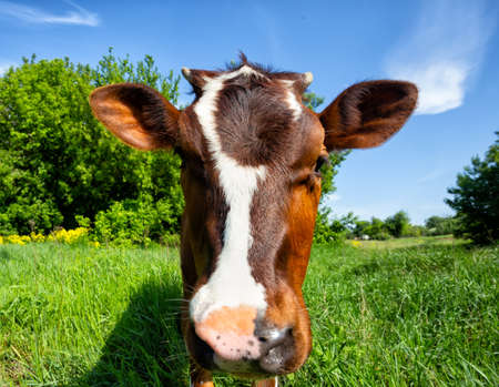 Calf of cow on background of treesの写真素材