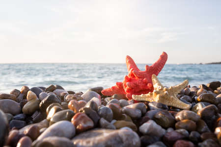 Two starfish on the seashoreの写真素材