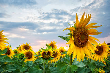 Sunflowers in field at sunsetの写真素材