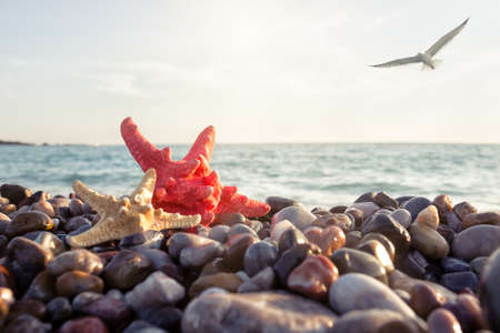 Starfish on the seashoreの写真素材