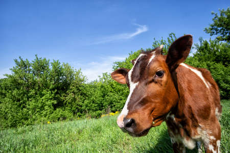 Calf of the cow on background of treesの写真素材