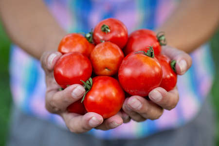 Crop of harvested tomatoes in hands of farmerの写真素材