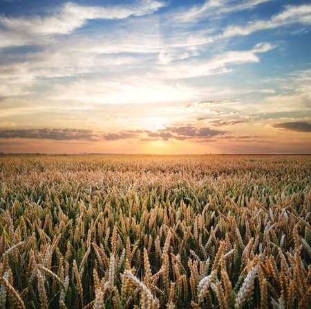 Wheat field at sunsetの写真素材