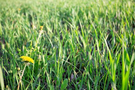 Bright green grass with dandelionの写真素材