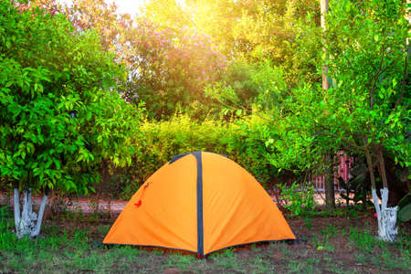 Orange tent among orange trees under the bright sunの写真素材