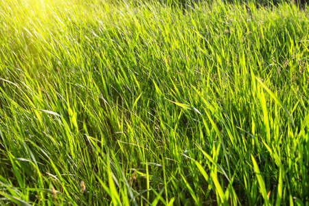 Green grass lit by the bright sunの写真素材