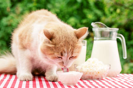 Red cat eats sour cream on a table. Cat licks sour cream from transparent bowl on table with checkered tablecloth. Against the background of dairy products. Natural green background. Natural rustic food conceptの写真素材