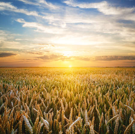 Wheat field at the sunset. The concept of eco-friendly product. Summer landscapeの写真素材
