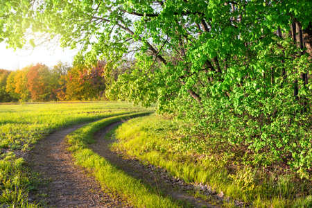Country road in a summer parkの写真素材
