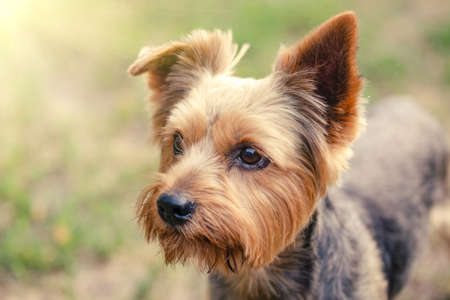 Yorkshire Terrier on grass backgroundの写真素材